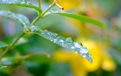 Kaç Çeşit Sulama Yöntemi Vardır?