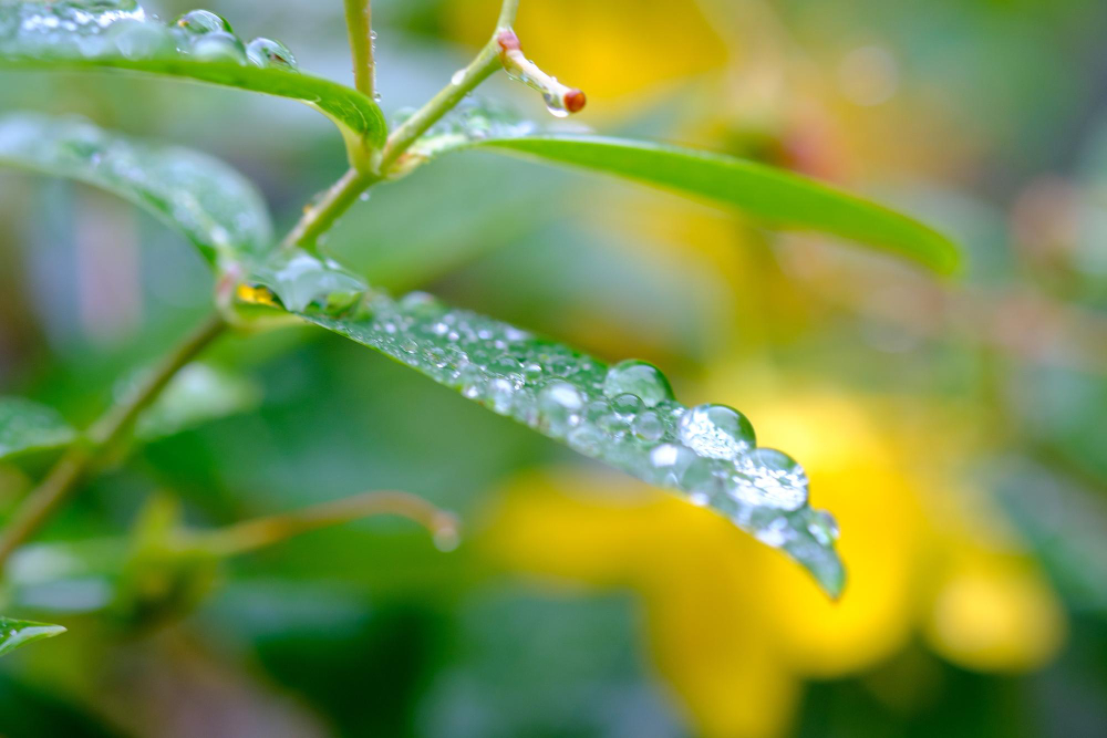 Yağmurlama Sulama Sistemleri Nelerdir
