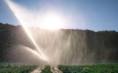 Hangi Sulama Sistemi Daha İyi?