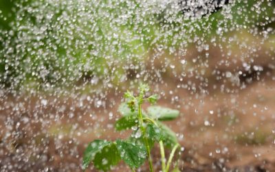 Yağmurlama Sulama Sistemi Nasıl Yapılır?